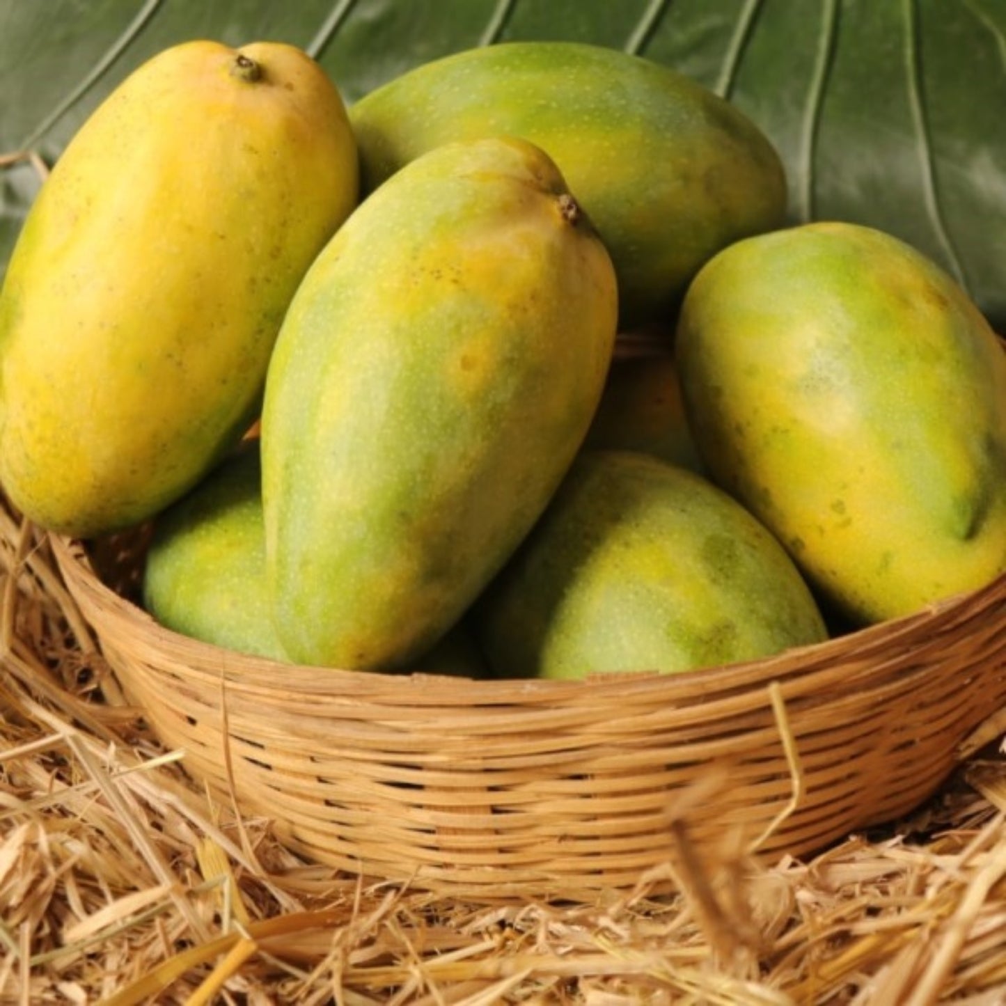 Premium Imam Pasand (Himayat)