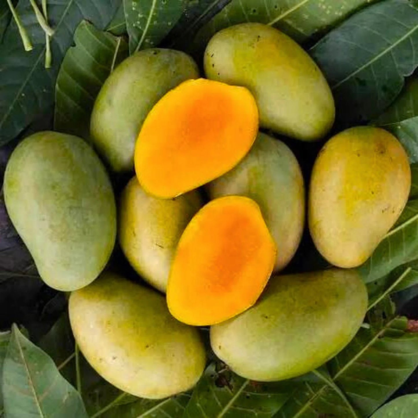 Premium Amrapali Mango