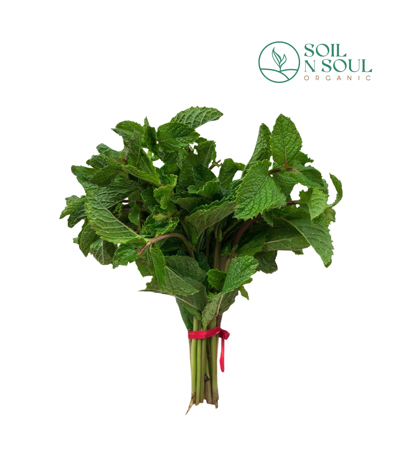 Mint Leaves (Pudina)