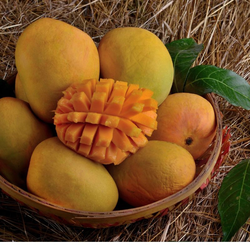 Alphonso Combo (Devgad-6 + Ratnagiri-6) - 12pcs