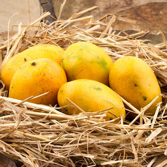Premium Banganapalli Mango