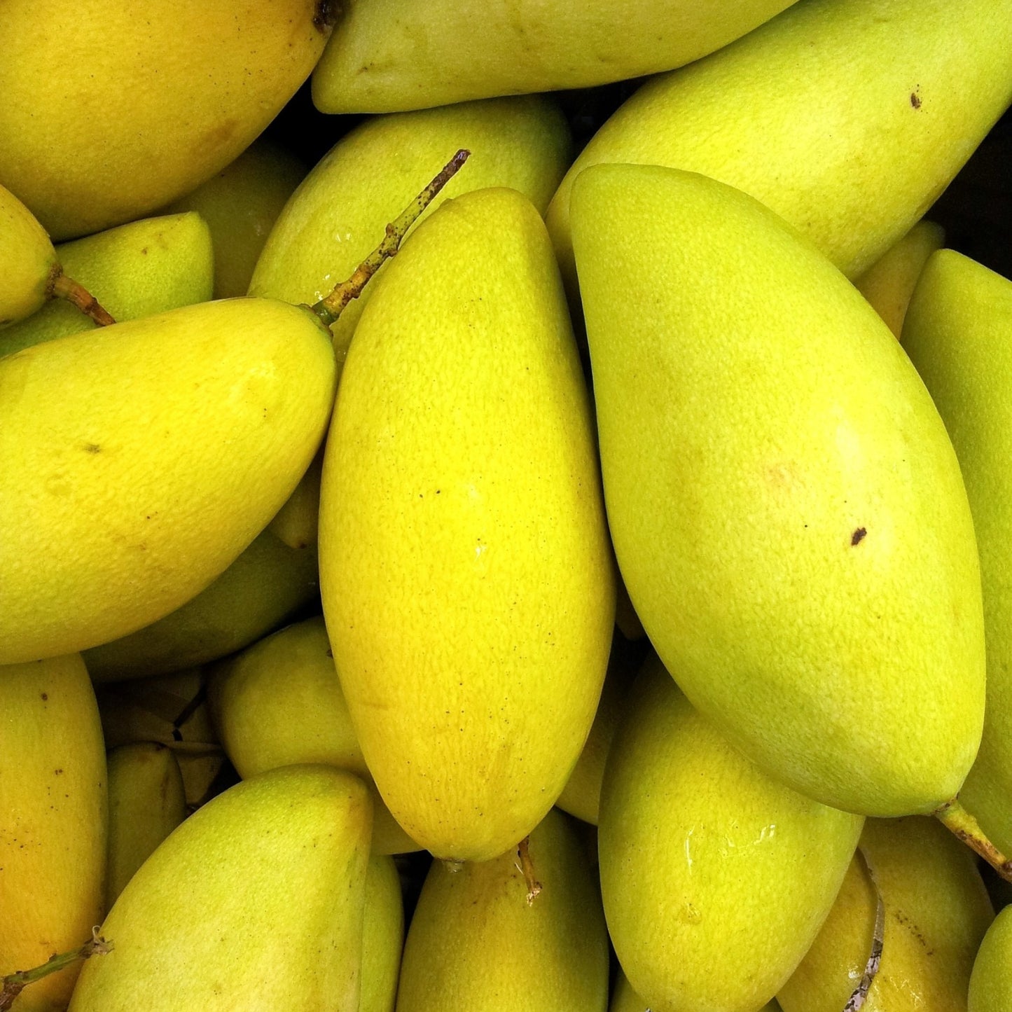Premium Dasheri Mango