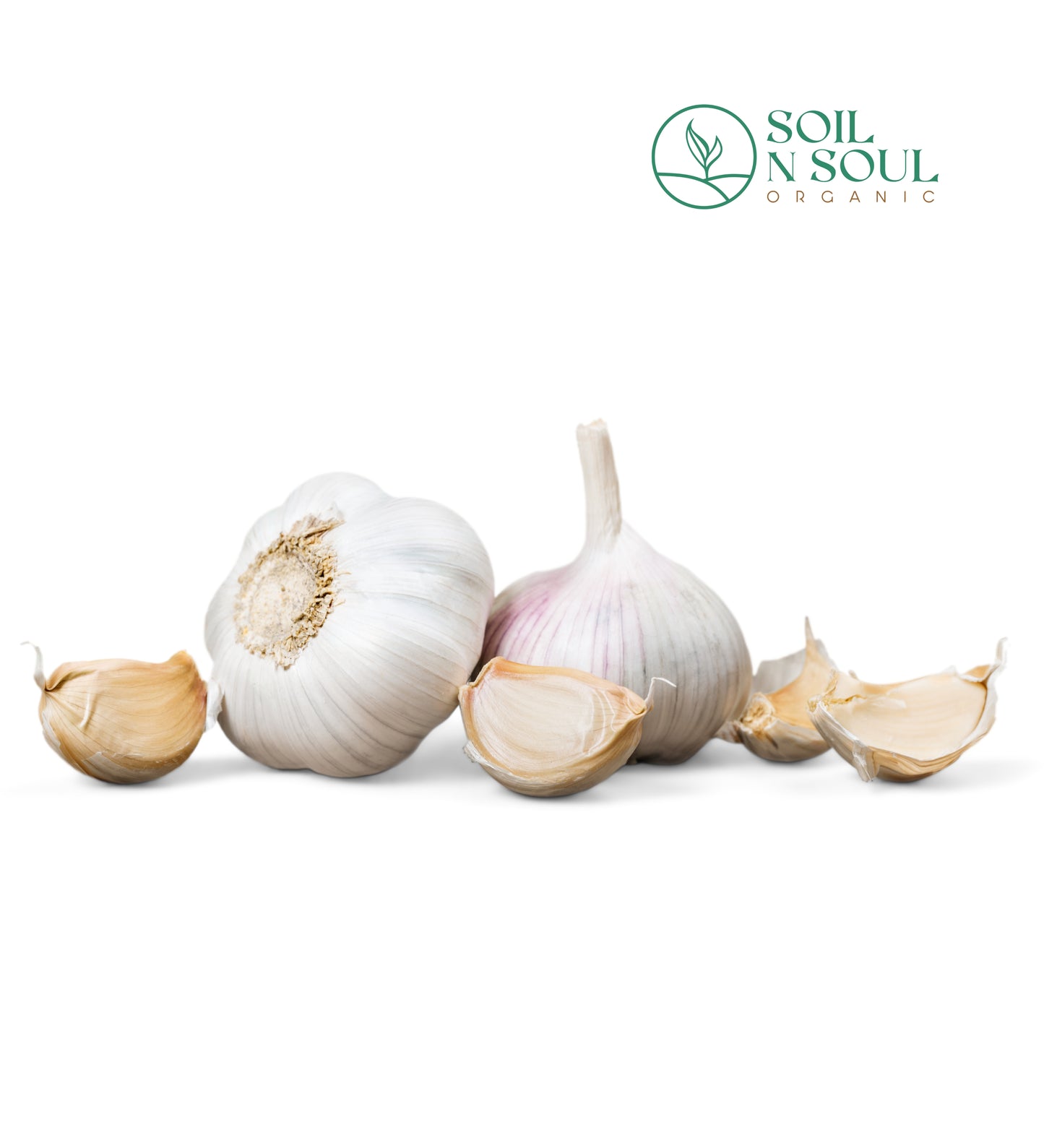 Garlic