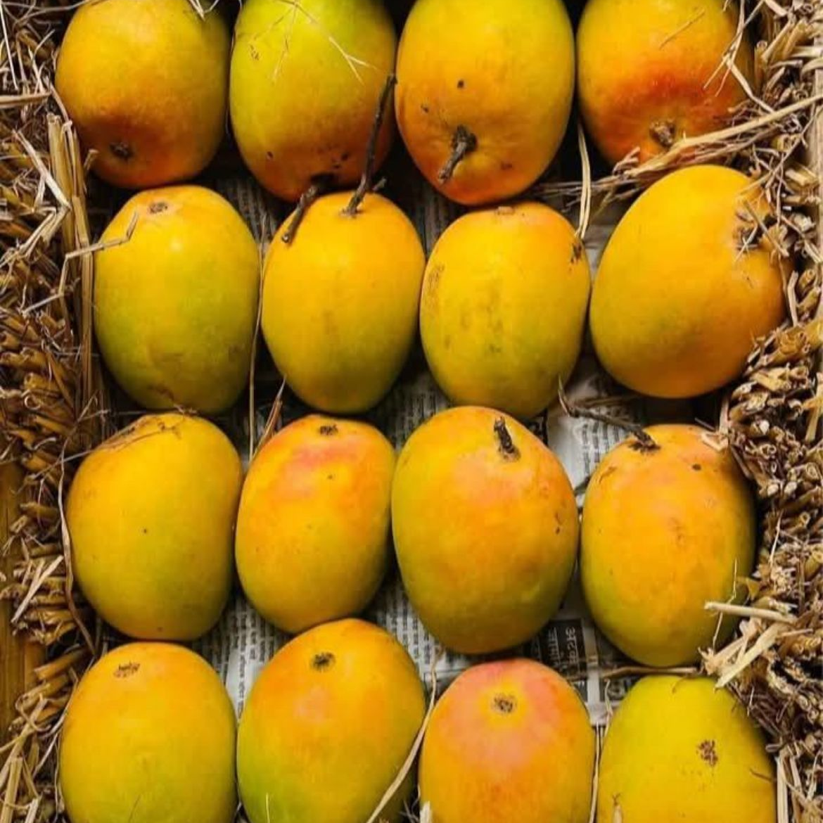 Premium Devgad Alphonso Mangoes