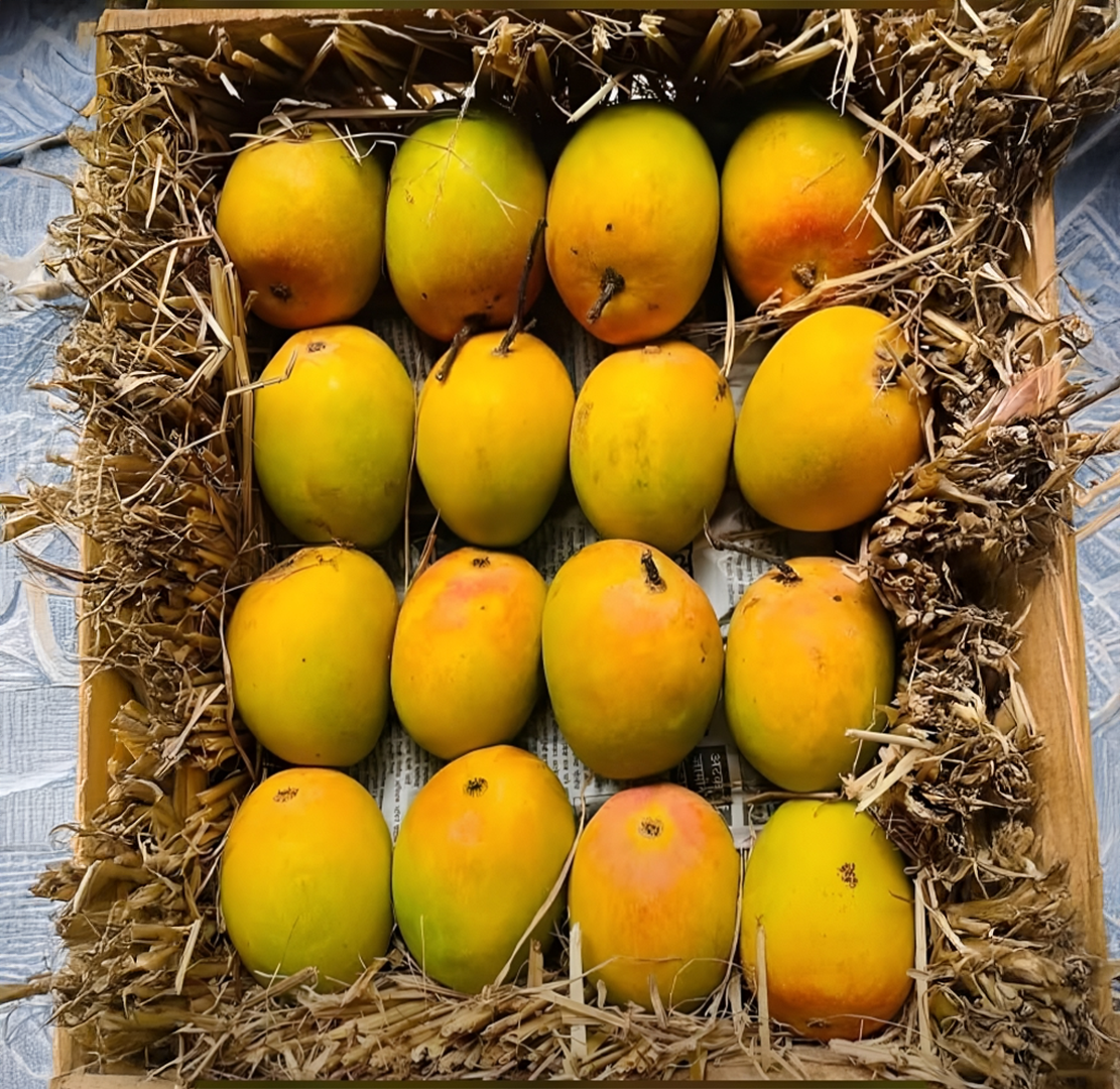 Premium Ratnagiri Alphonso Mangoes
