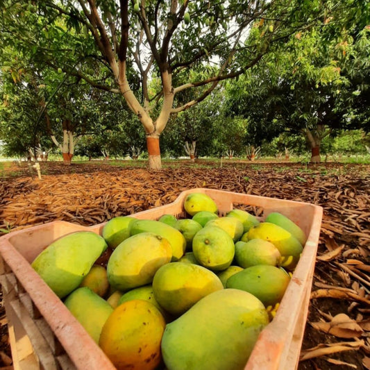 Premium Kesar Mango