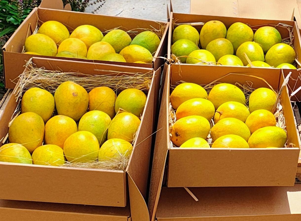 Premium Devgad Alphonso Mangoes